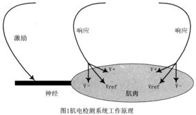 生物神經電極放大器系統的設計與實現